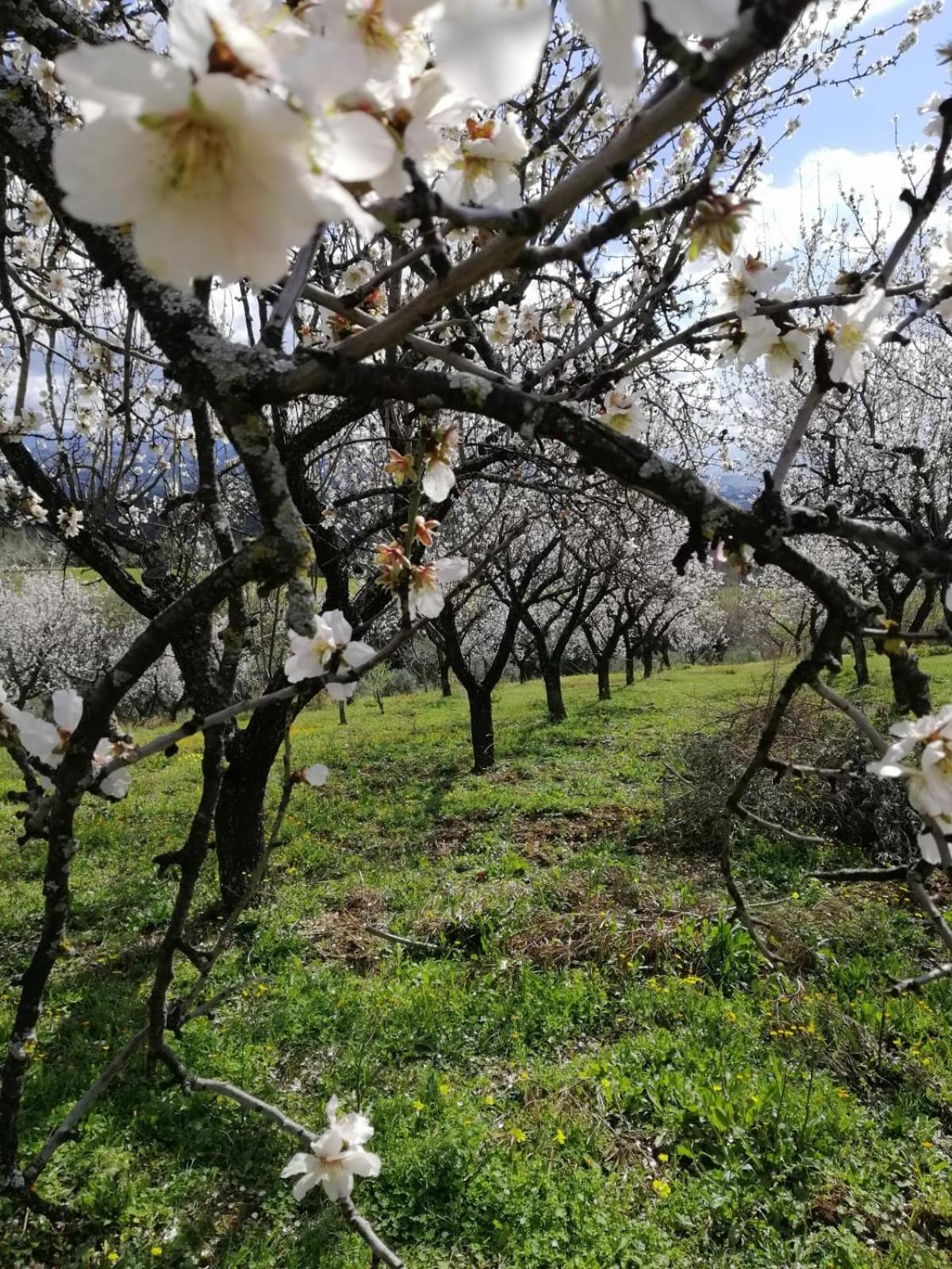 Вилла Agriturismo Vemi Santa Sofia d'Epiro Экстерьер фото